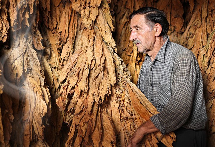 tabac-plante.jpg.73d4337048c8a6d181ee0a419074aac8.jpg