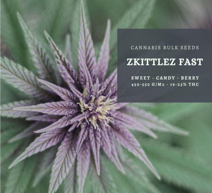 zkittlez-fast-feminized-cannabis-bulk-seeds-230010382.thumb.jpg.f125fea48c39999ae0f1f48b5ed24d60.jpg