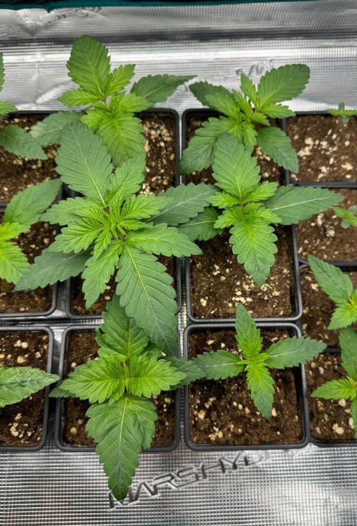 IMG_4788.thumb.jpeg.673bea9f06f1f5f2e34b3b654b21d1bd.jpeg
