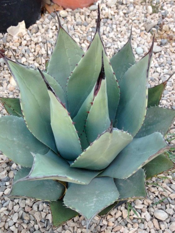 agave-aloifolia-2675249439.thumb.jpg.d935d5f643d806ff0df6706c601c765a.jpg