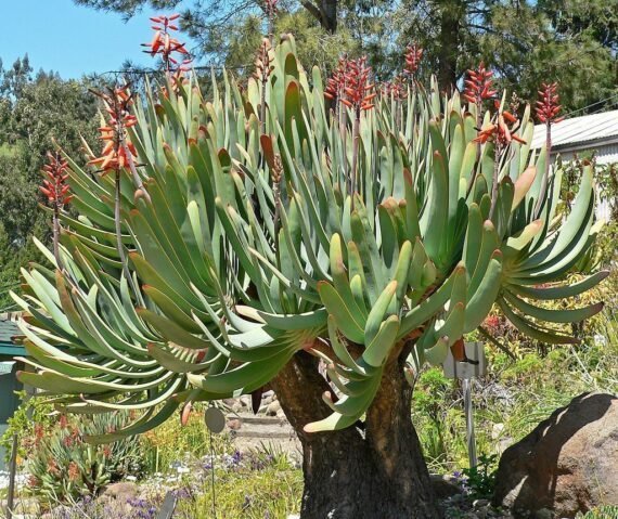 aloe-plicatilis-570x479-2049433717.jpg.31113840a4517fbc1017886329c3dc80.jpg