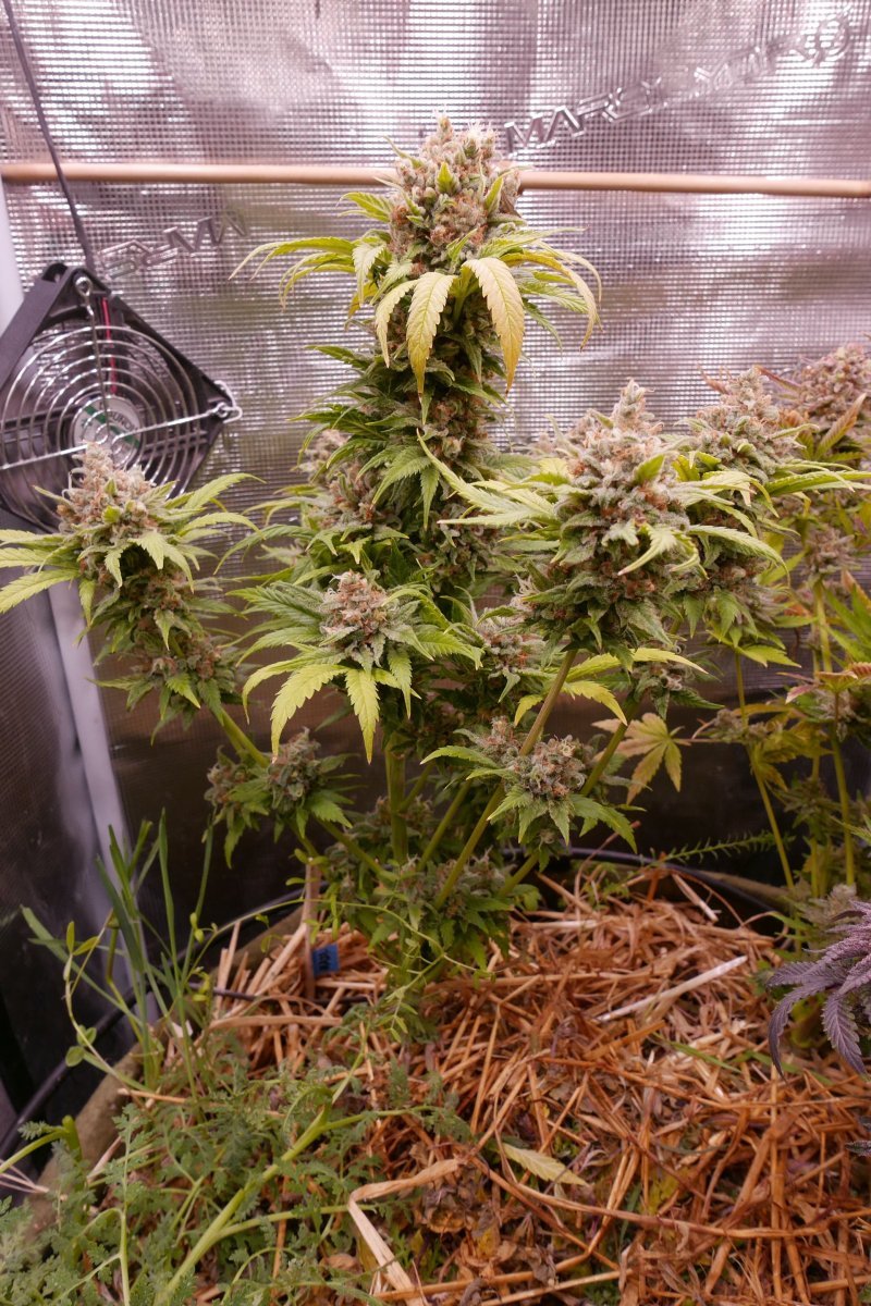 large.1604028290_121281RIPPERHAZE.JPG.53