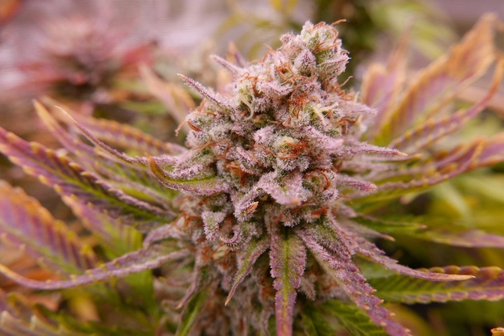 large.513007443_121269orangecandybud.JPG.fa2af165a3da311a972ef92e3d996a79.JPG