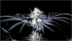 FLO+56 Chantilly bud.JPG