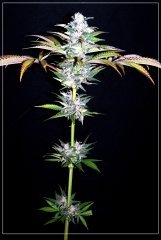 FLO+73 GG#4.JPG