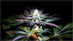 FLO+56 Tonton Vader bud.JPG