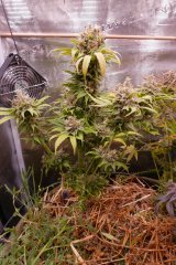 1212 +81  RIPPER HAZE