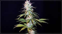 FLO+56 Master-Kush bud.JPG