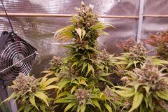 1212 +89 ripper haze.JPG