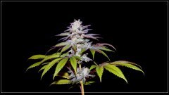FLO+56 Zkittles x Temple Cake bud.JPG