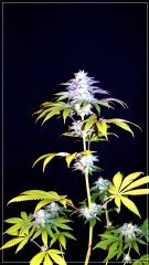 FLO+56 Zkittles x Temple Cake.JPG