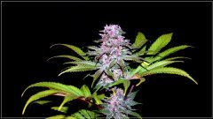 FLO+56 (Green Poison x Cherrytini) X BYB bud.jpg