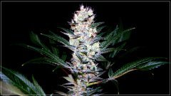 FLO+56 Skunk1 bud.JPG