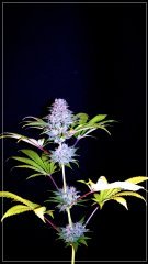 FLO+56 (Green Poison x Cherrytini) X BYB.JPG