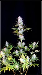 FLO+56 Master-Kush.JPG