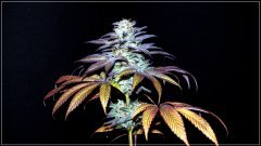 FLO+73 Zkittlez x Temple cake bud.JPG