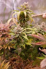 1212 +80 ripper haze.JPG
