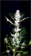 FLO+56 Skunk1.JPG