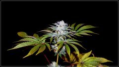 FLO+56 Gorilla Glue#4.JPG