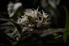 Skunk #1