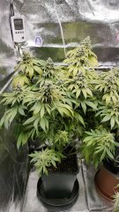 Kandykush