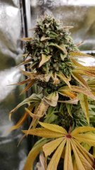 Kandykush +79