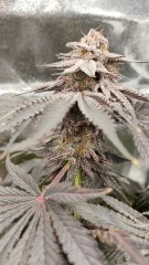 Cookie gelato 12/12 + 79