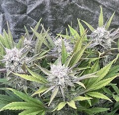 Tropicana poison