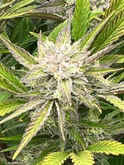 Tropicana poison 12/12 + 49 jours