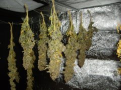Jack Herer, cut à 12/12 +99