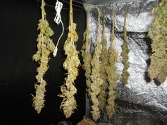 Sour Ripper, cut à 12/12 +95