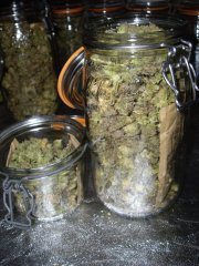 Jack Herer