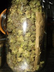 Jack Herer