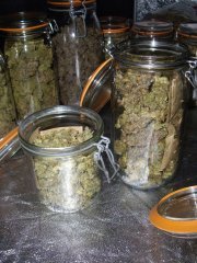 Sour Ripper