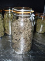 GMO x Animal Cookies