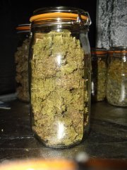 Kosher Kush