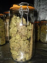 Critical Cherry
