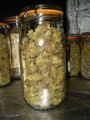 Godzilla Glue 4
