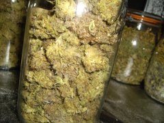 Godzilla Glue 4