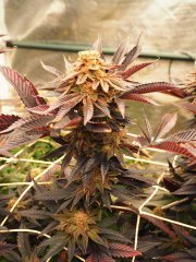 IMG_3800.jpeg