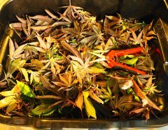 IMG_3819.jpeg