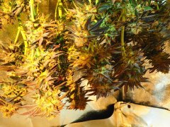 IMG_3823.jpeg