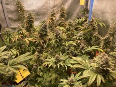 IMG_3840.jpeg