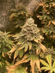 IMG_3841.jpeg