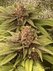 IMG_3847.jpeg