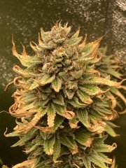 IMG_3848.jpeg