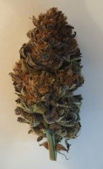 IMG_3857.jpeg