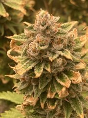 IMG_3860.jpeg