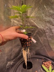 Test du DWC maison