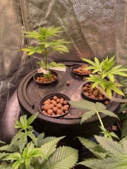 Boutures Skunk #1 - #1 & #4